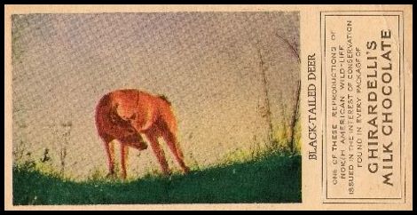 7 Black-tailed Deer